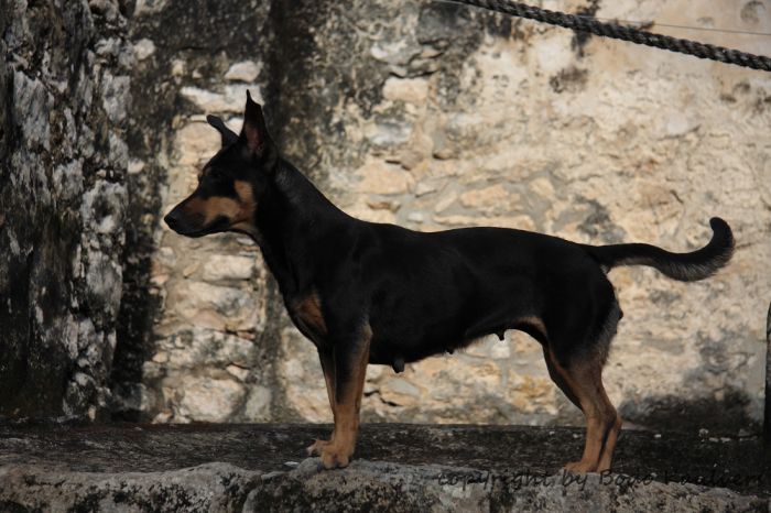 Klicken für Bild in voller Größe